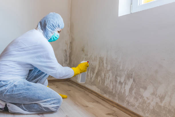 Licensed Basement Mold Remediation service in Hawthorne, NJ - Car Mold Remediation