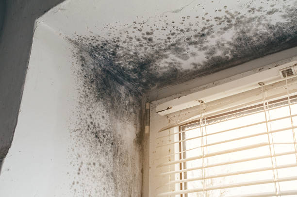 Affordable Basement Mold Remediation solutions in Hawthorne, NJ
